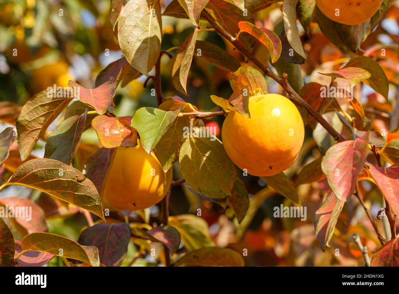 quince, quince tree, quinces, quince trees Stock Photo Alamy