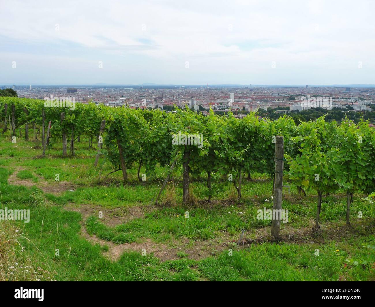 vienna, vineyard, viennas, vineyards Stock Photo