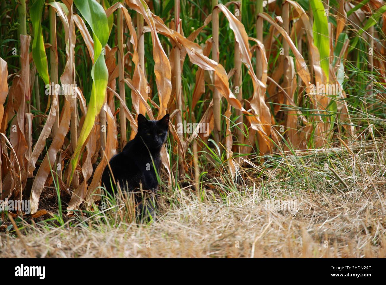 maize field, black cat, cornfields, black cats Stock Photo - Alamy