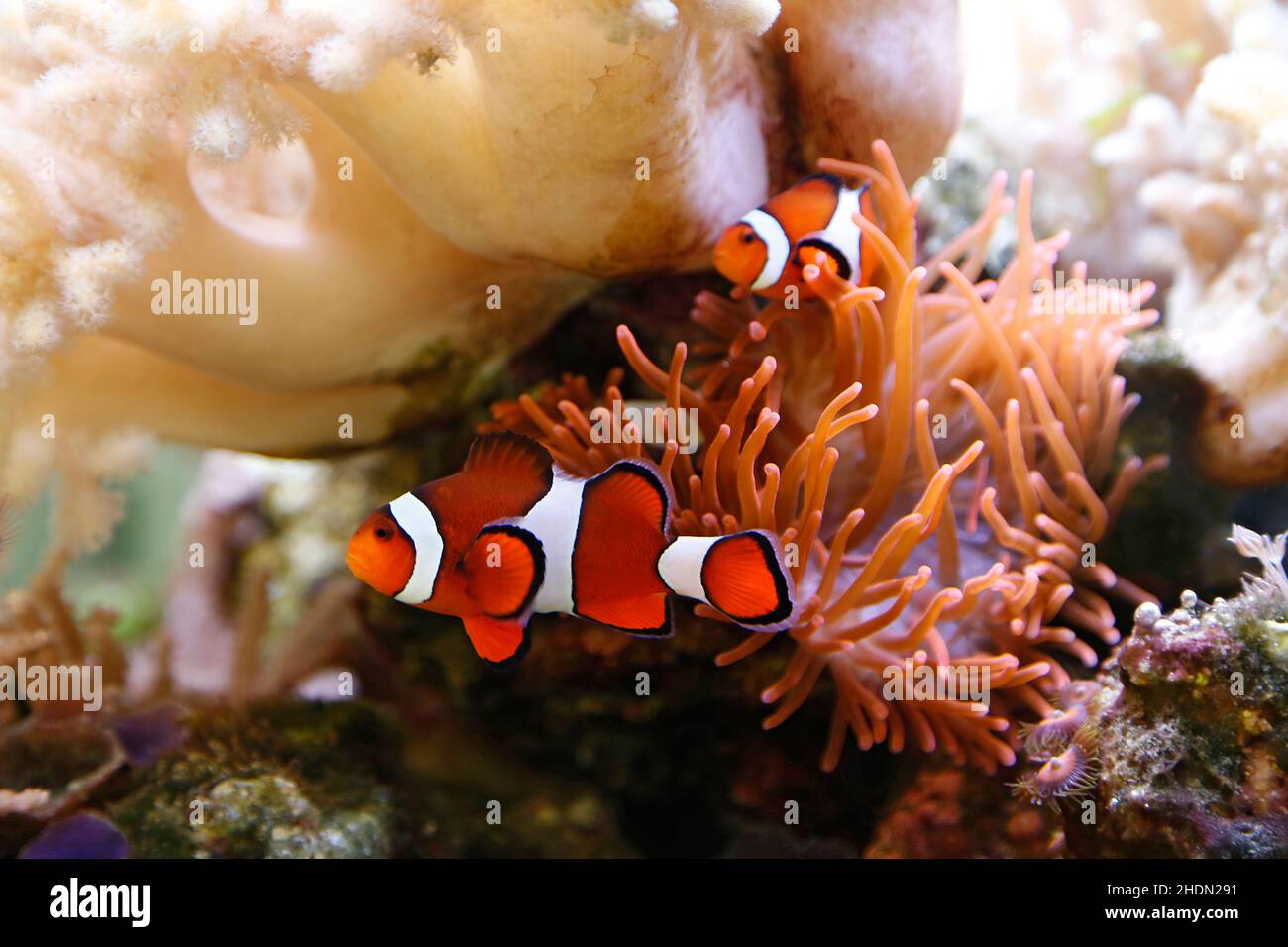 anemonefish, clown fish, anemonefishs, clown fishs Stock Photo