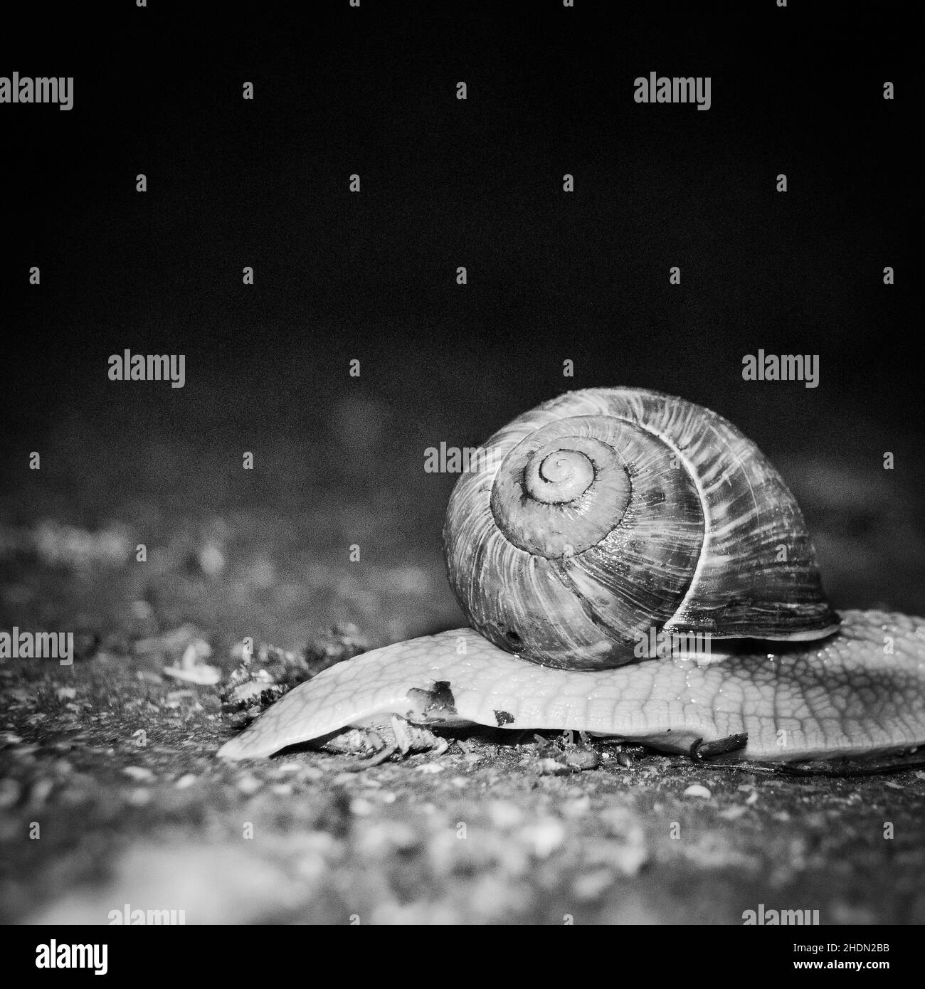 White garden snail Black and White Stock Photos & Images - Alamy