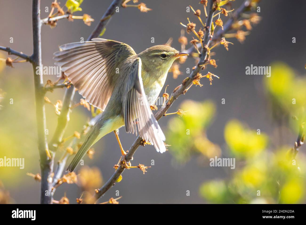 Close-up of a Willow warbler bird, Phylloscopus trochilus, singing on a beautiful summer evening with soft backlight on a green vibrant background. Stock Photo