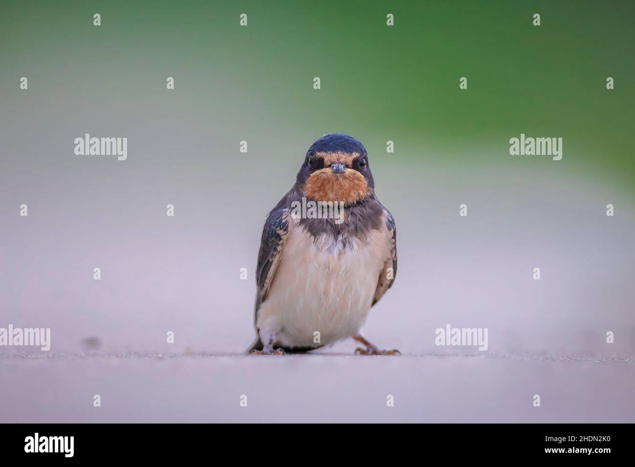 Barn Swallow, Hirundo rustica, chicks being fed.. A large group of these barn swallows foraging and hunts insects and taking their occasional rest on Stock Photo