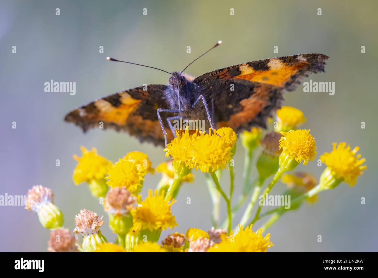 Close-up of the small tortoiseshell Aglais urticae butterfly pollinating yellow flowers. Isolated by nature Stock Photo