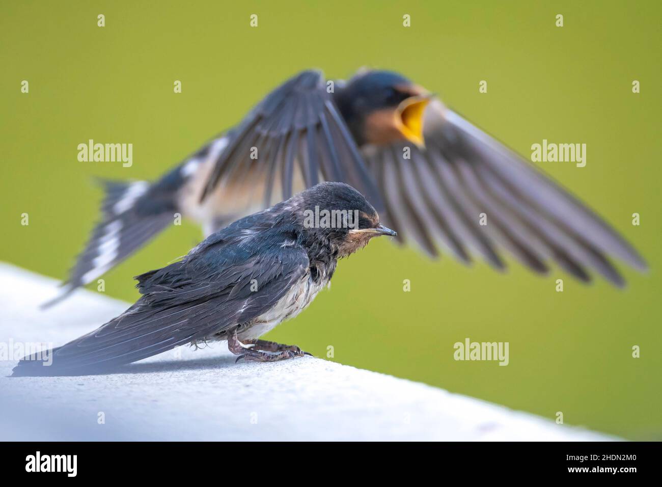 Barn Swallow, Hirundo rustica, chicks being fed.. A large group of these barn swallows foraging and hunts insects and taking their occasional rest on Stock Photo