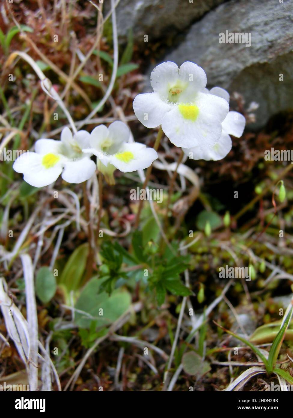 carnivorous plant, alpine butterwort, carnivorous plants Stock Photo