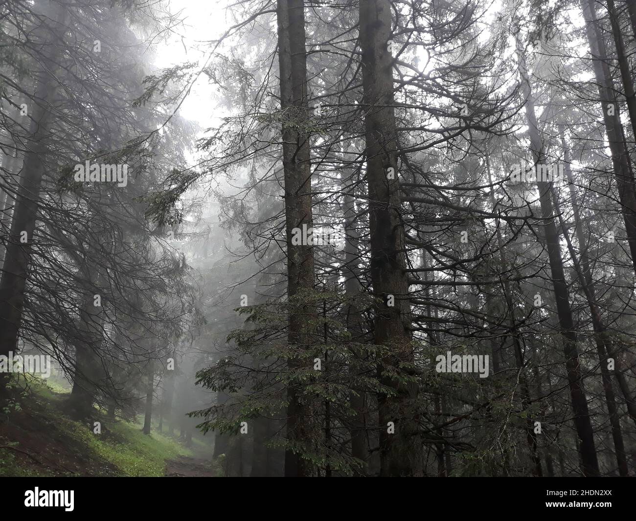 Conifers coniferous forests hi-res stock photography and images - Alamy
