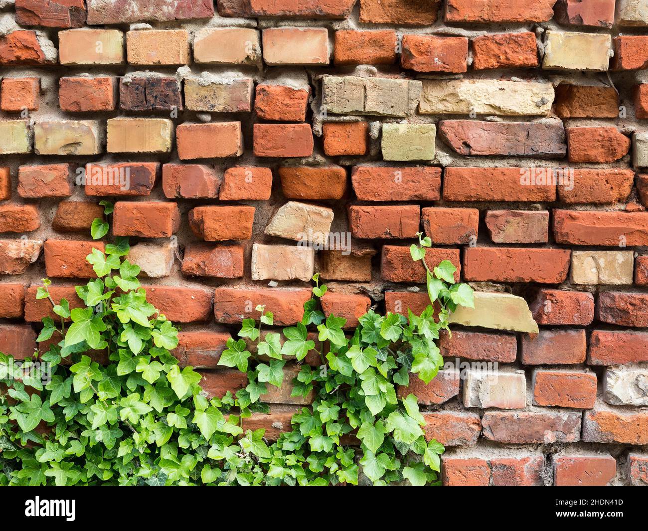 ivy, brick wall, creeper plant, ivies, brick walls, creeper plants