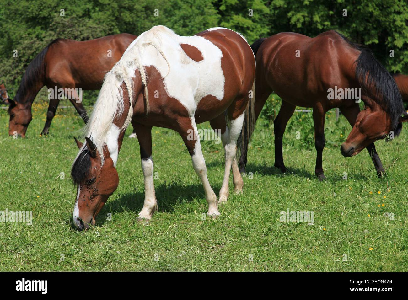 horses, horse Stock Photo