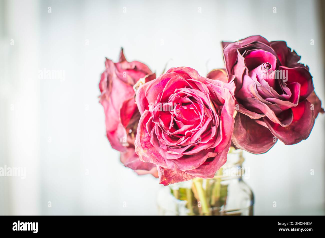 Dried Roses Stock Photo - Download Image Now - Vase, Wilted Plant, Aging  Process - iStock