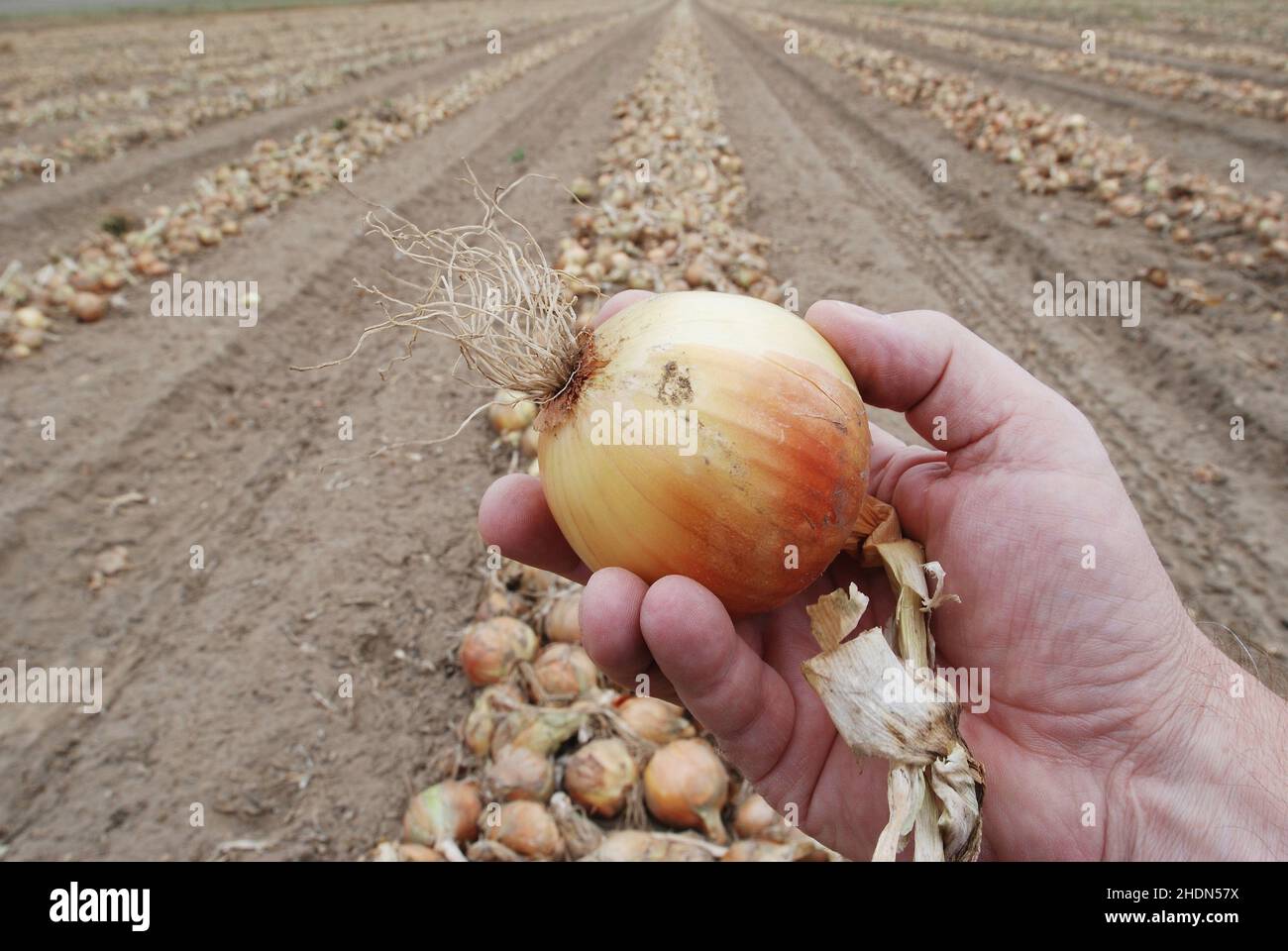 Hand picked onions hi-res stock photography and images - Alamy