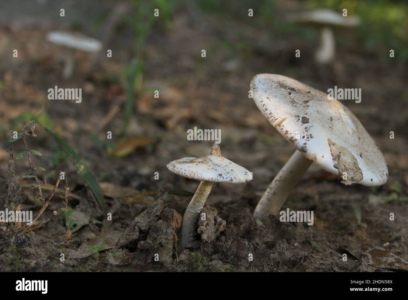Wild Mushrooms growing in Forest in Rural East Texas Stock