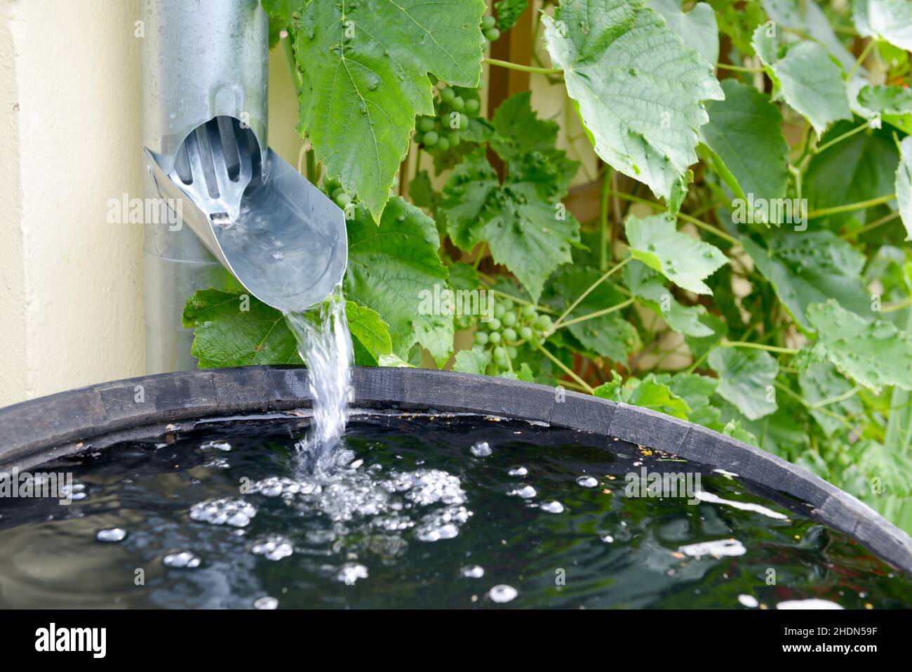 rainwater, rain barrel, rainwaters, rain barrels, water butt Stock