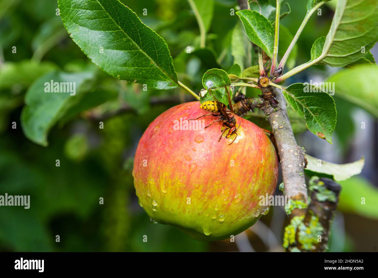 Hornets on apple tree hi-res stock photography and images - Alamy