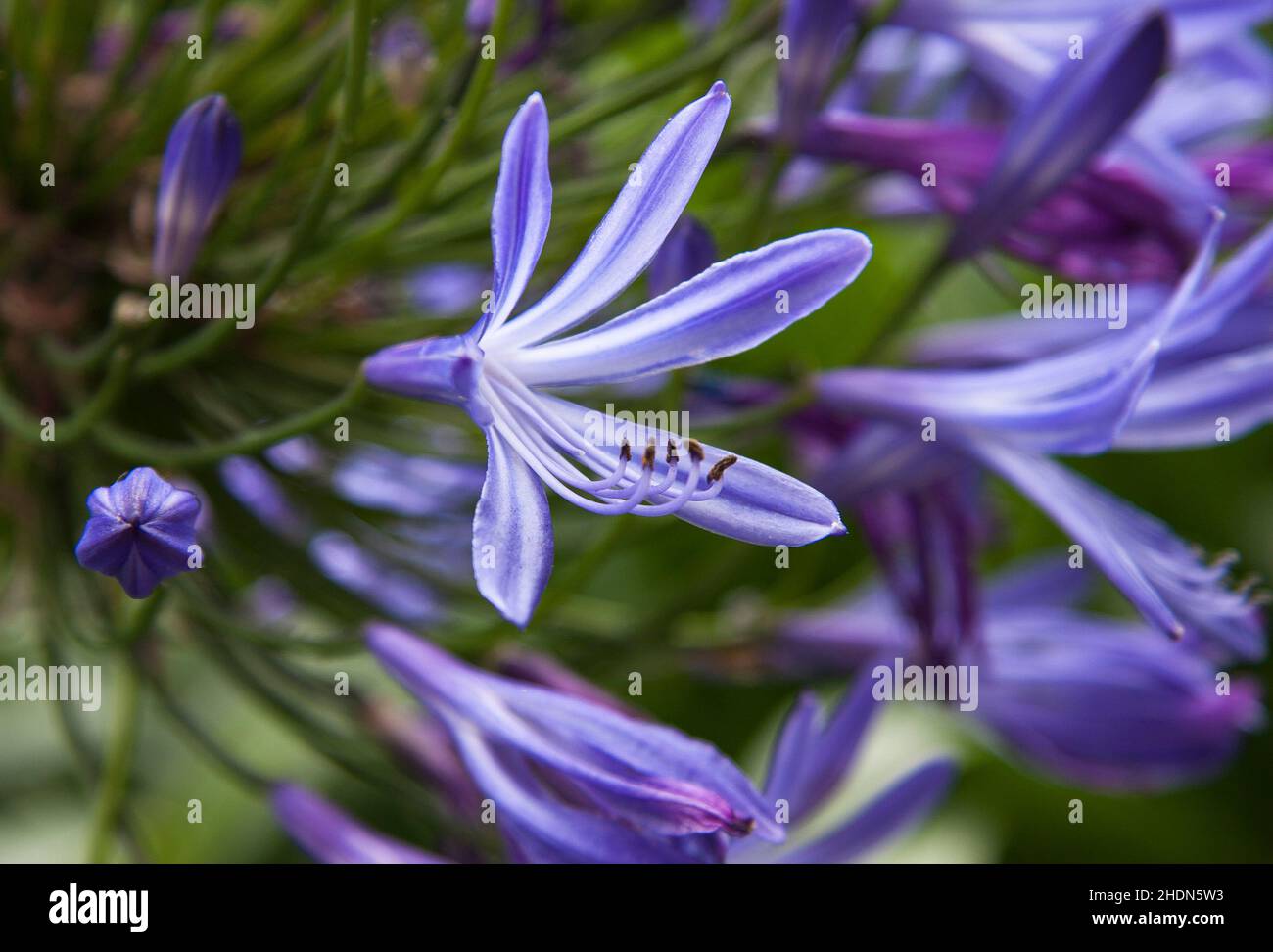 jewelry african lily, african lilies Stock Photo - Alamy