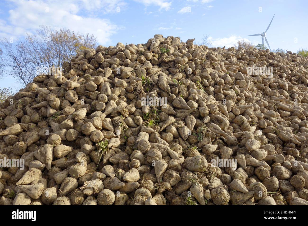 Beet turnip hires stock photography and images Alamy