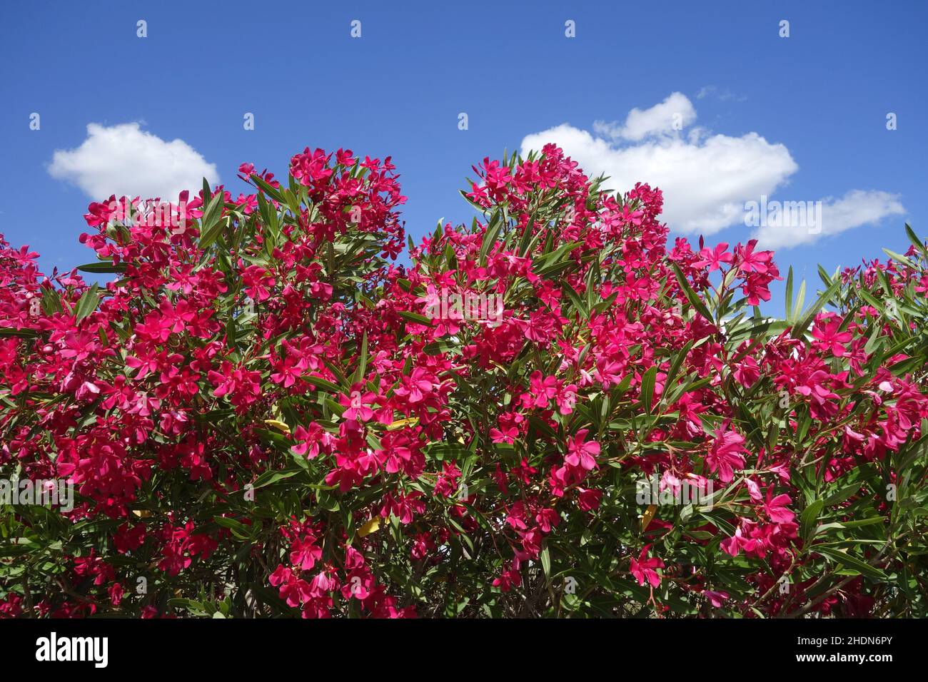 flowering oleander, oleander, flowering oleanders, oleanders Stock