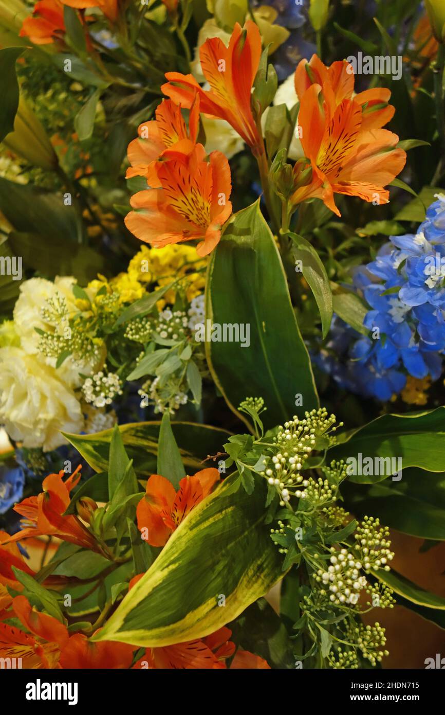 cut flowers, flowers, cut flower, flower, flower valentain Stock Photo