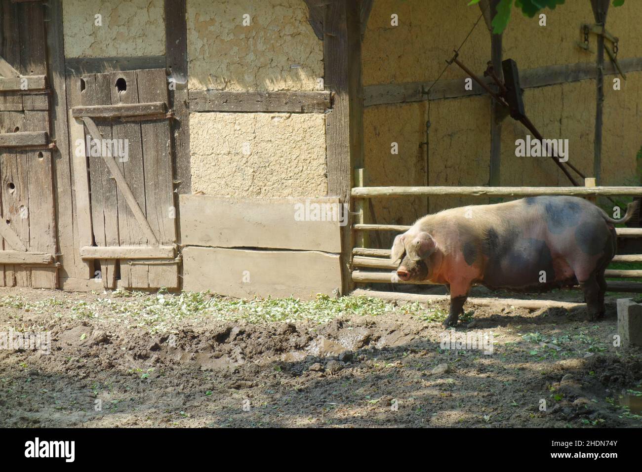 domestic pig, pigpen, domestic pigs, pigpens Stock Photo Alamy