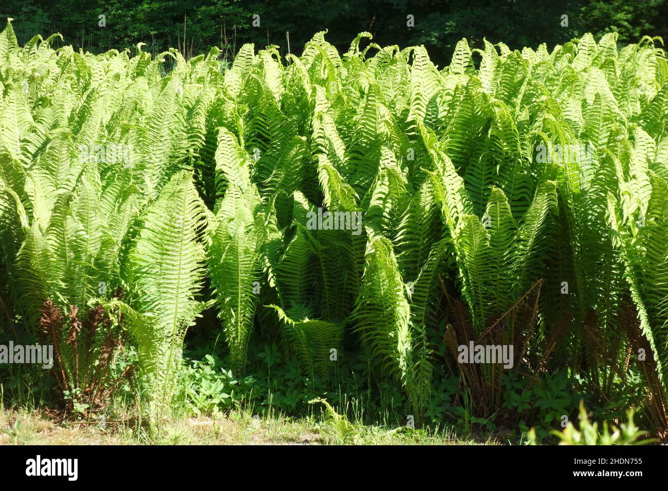 Fern ferns hi-res stock photography and images - Alamy