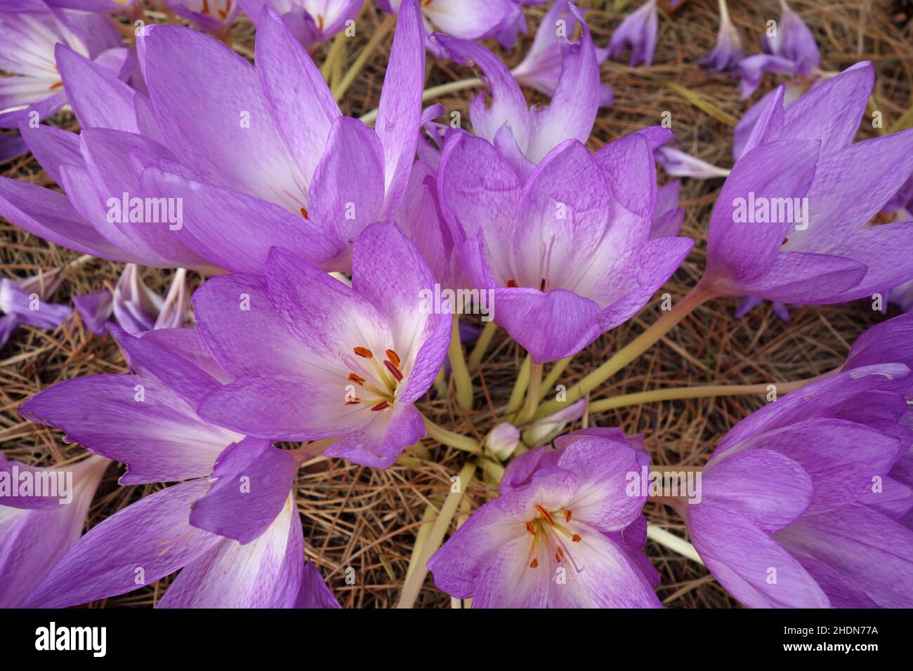 meadow saffron, meadow saffrons Stock Photo Alamy