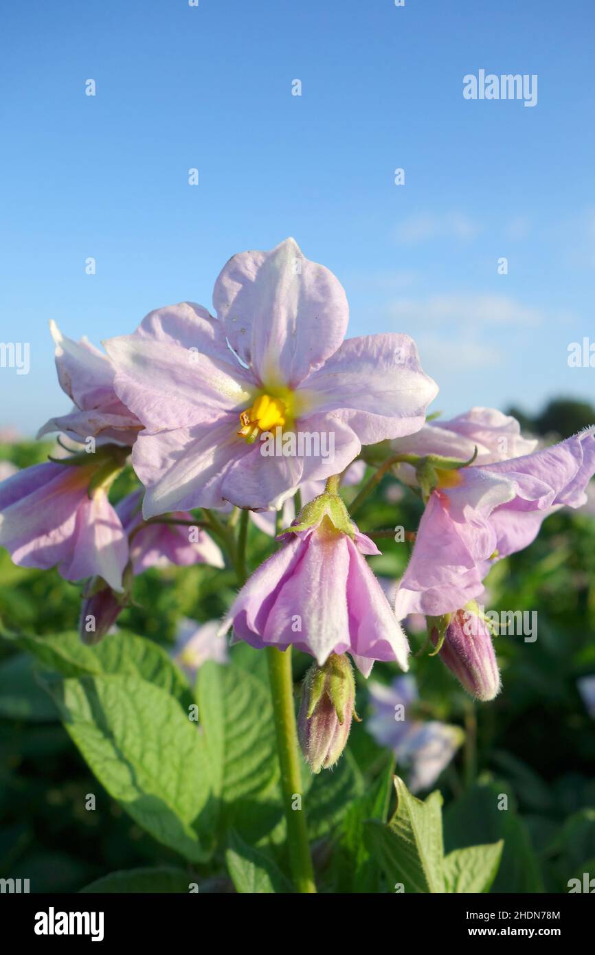 potato plant, potato blossom, potato plants, potato blossoms Stock