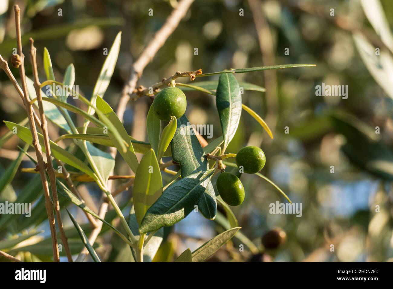 Oliven Früchte mit Blättern, hängen am Baum in einem Olivenhain Stock Photo