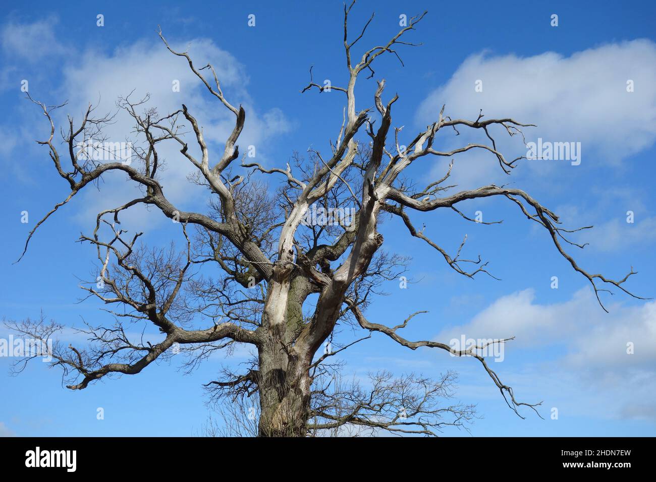 treetop, deadwood, old oak, treetops, deadwoods, old oaks Stock Photo