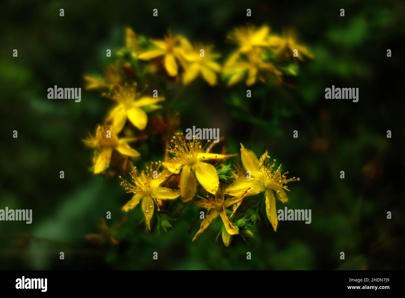 st john's wort, st. john's worts Stock Photo Alamy