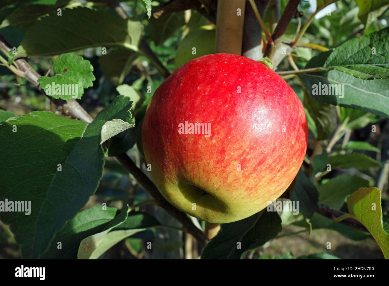 Variety jonagold hires stock photography and images Alamy