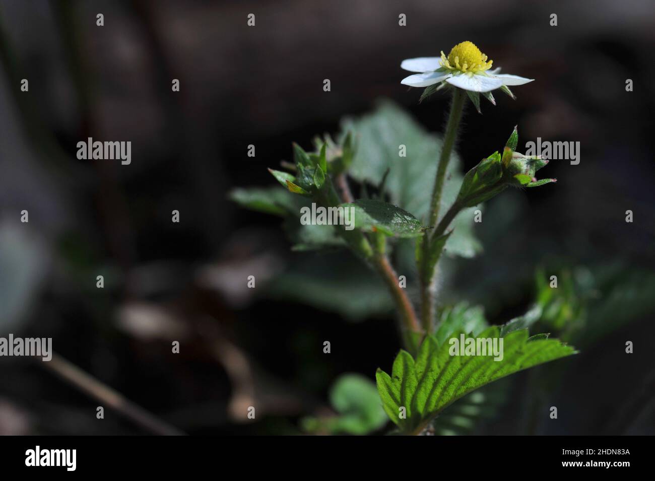 Strawberry flowering hi-res stock photography and images - Alamy