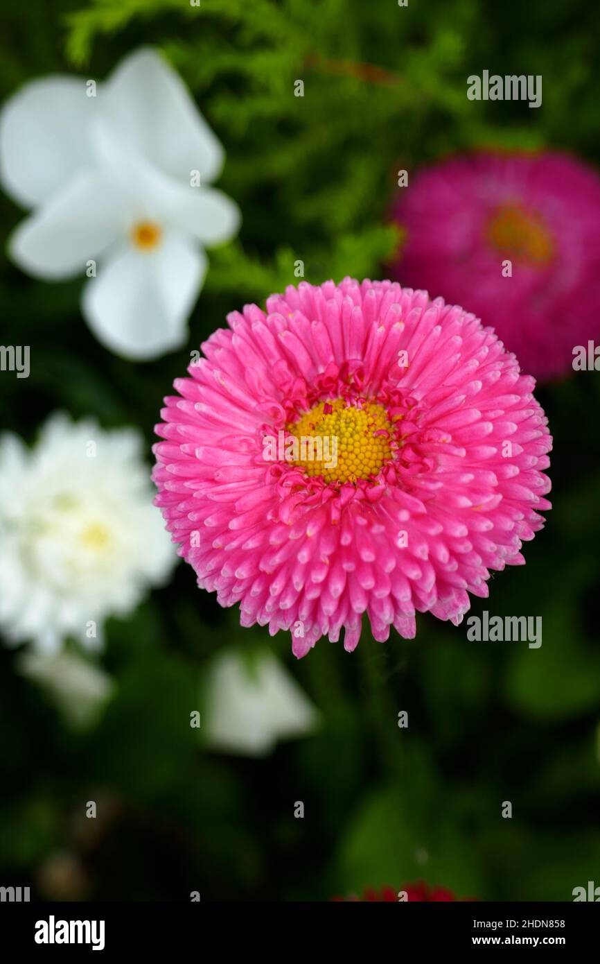 daisy daisy family daisies daisy families Stock Photo Alamy daisy daisy family daisies daisy families Stock Photo Alamy