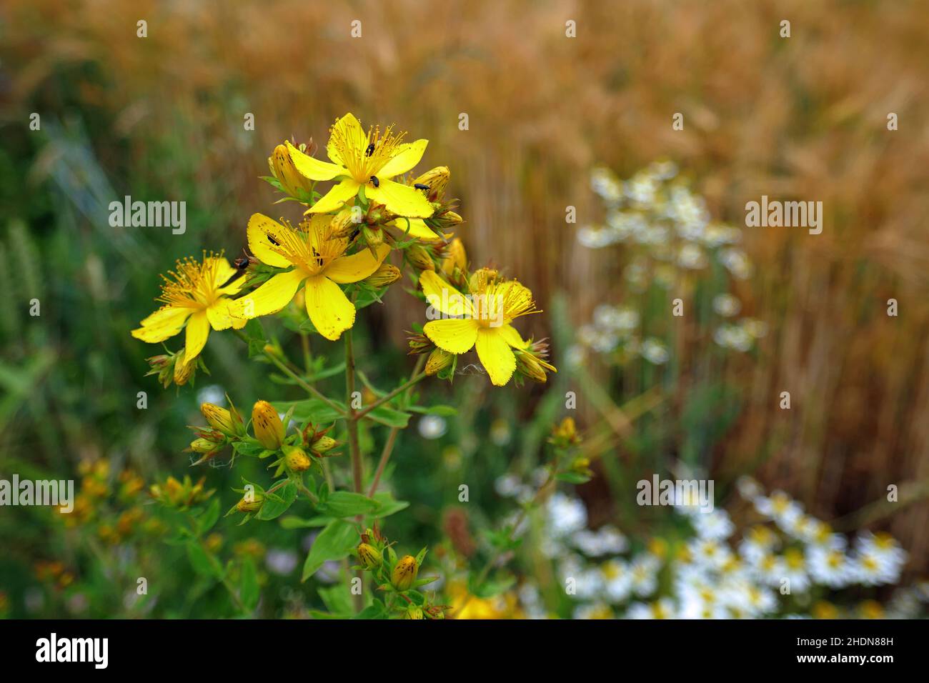 st john's wort, st. john's worts Stock Photo Alamy