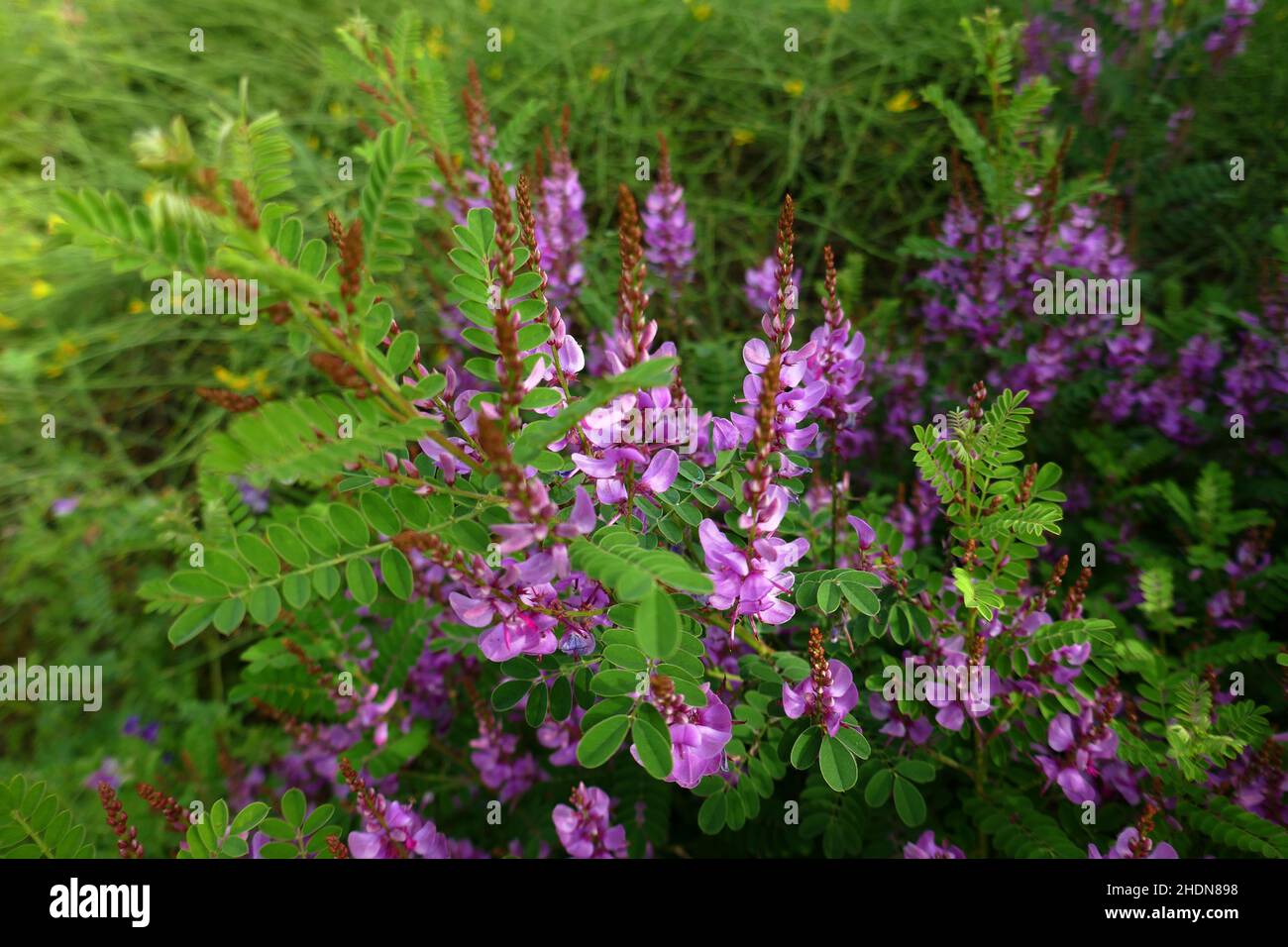 Himalayan plant hi-res stock photography and images - Alamy