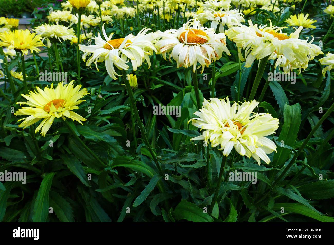 moroccan daisy Stock Photo