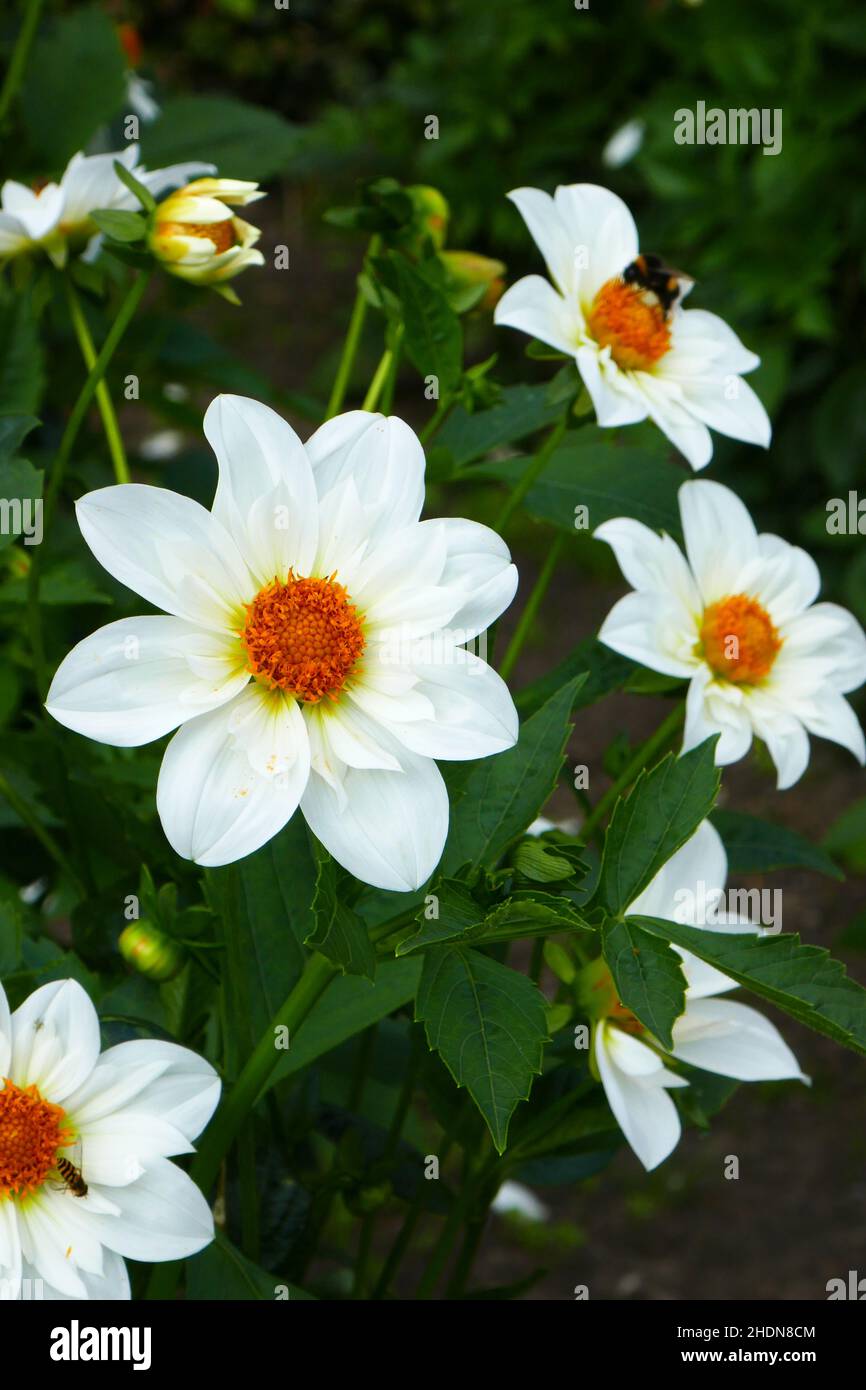 Dahlia varieties hi-res stock photography and images - Alamy