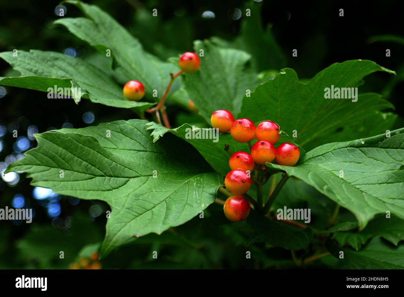 poisonous plants, red berries Stock Photo Alamy