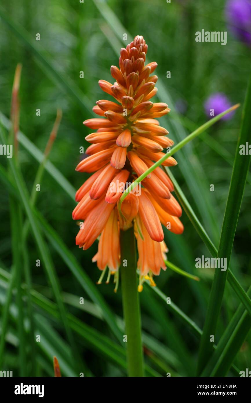 torch lily, tritoma, torch lilies Stock Photo Alamy