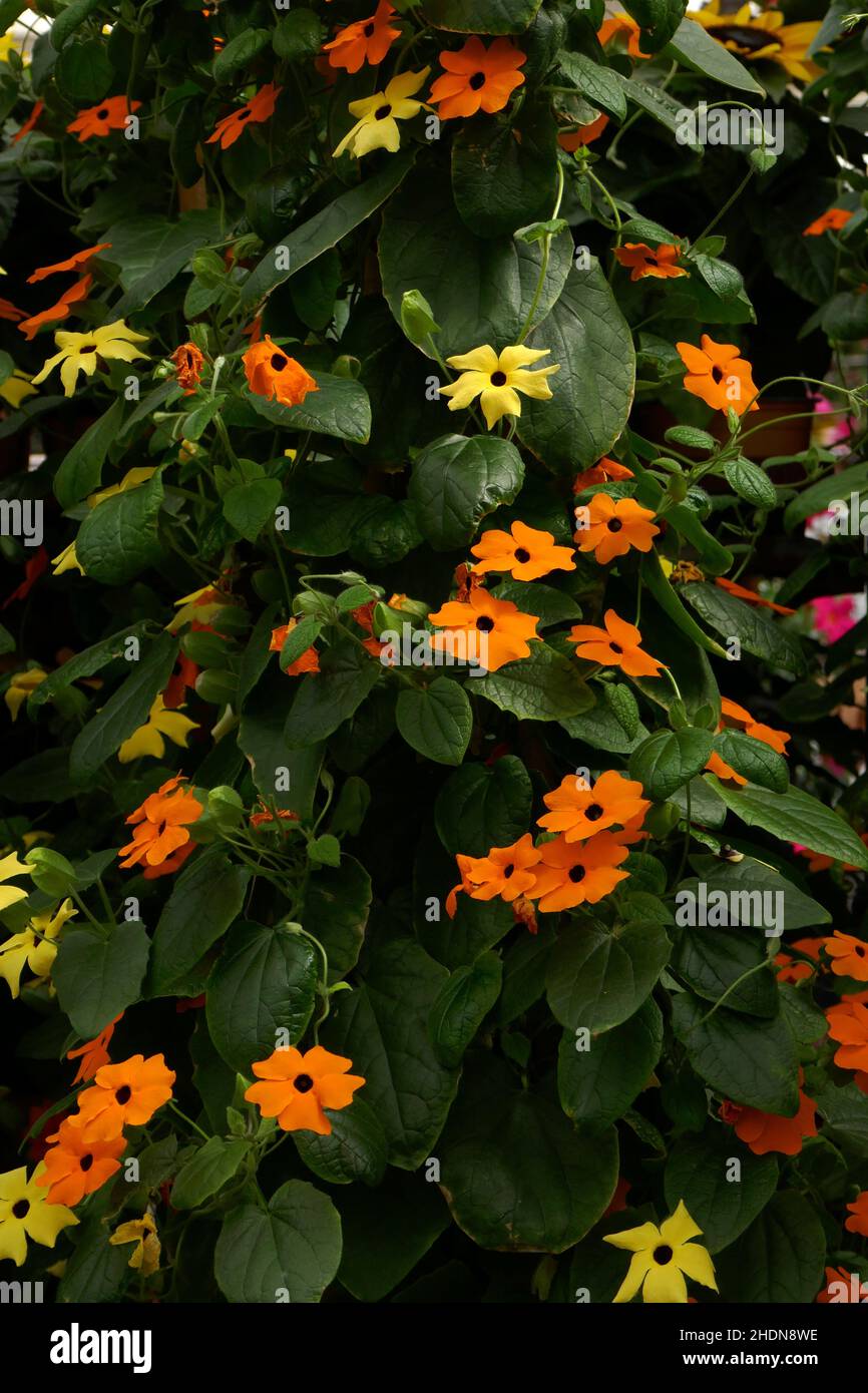black-eyed susan vine, black-eyed susan vines Stock Photo - Alamy