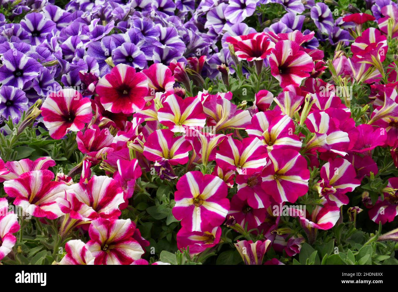 flower bed, petunia, flower beds, petunias Stock Photo - Alamy