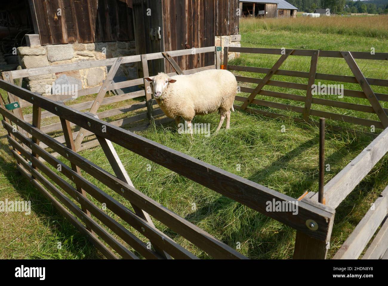 sheep, enclosure, sheeps, enclosures Stock Photo Alamy