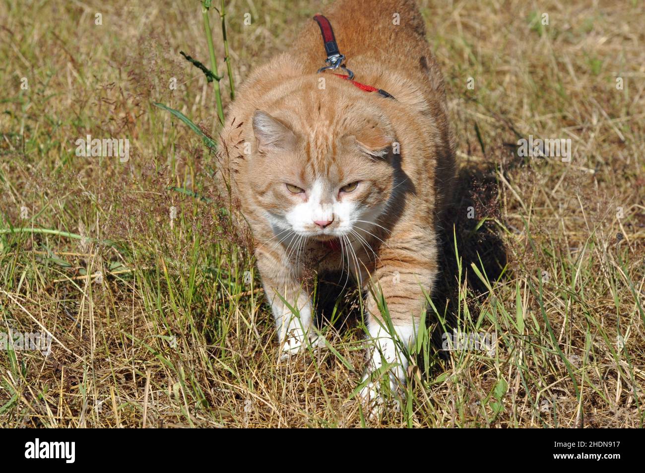 cat, cat leash, cats Stock Photo Alamy