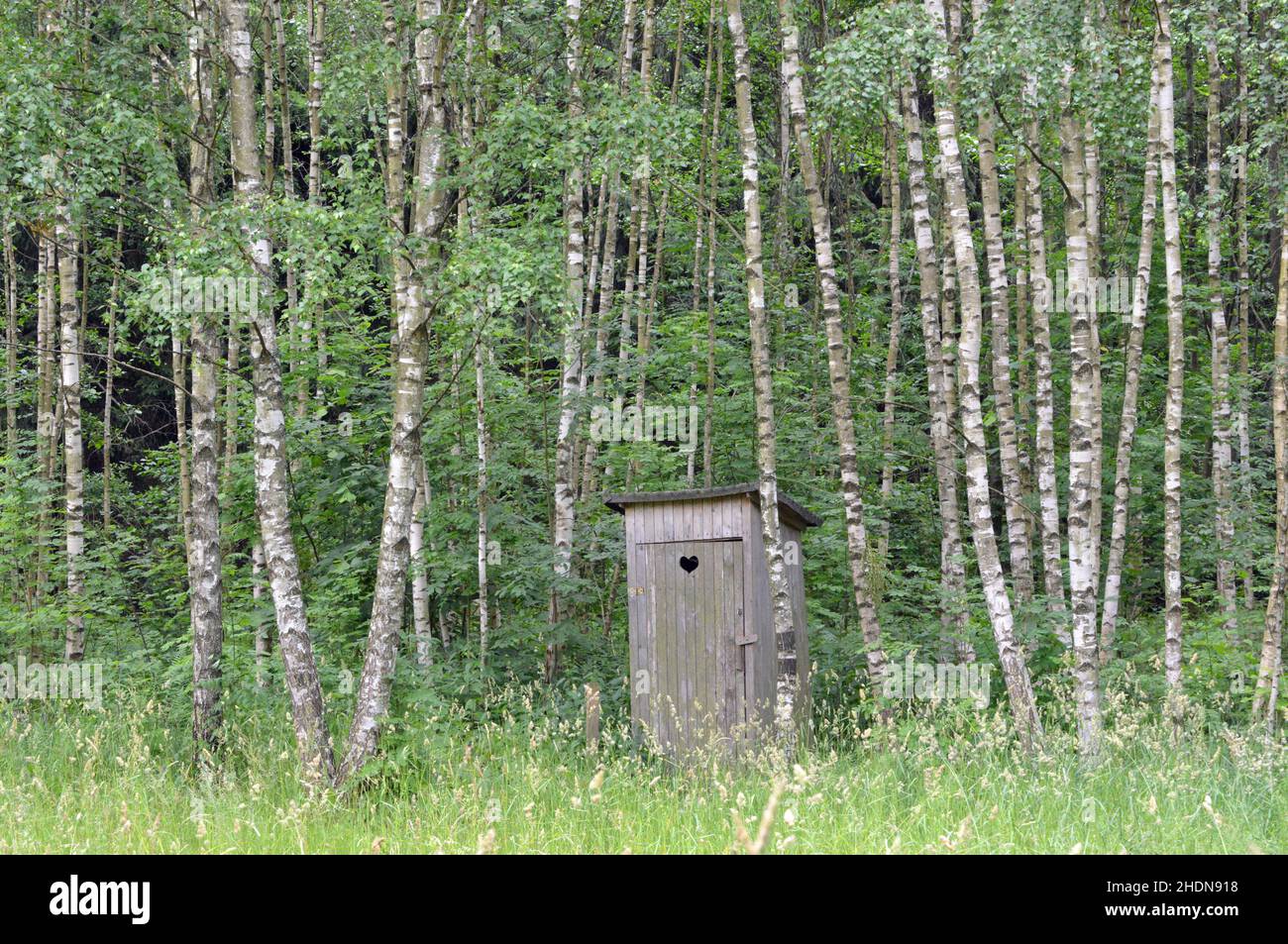 forest, toilet, heart cottage, forests, wood, woodland, woods, sanitary