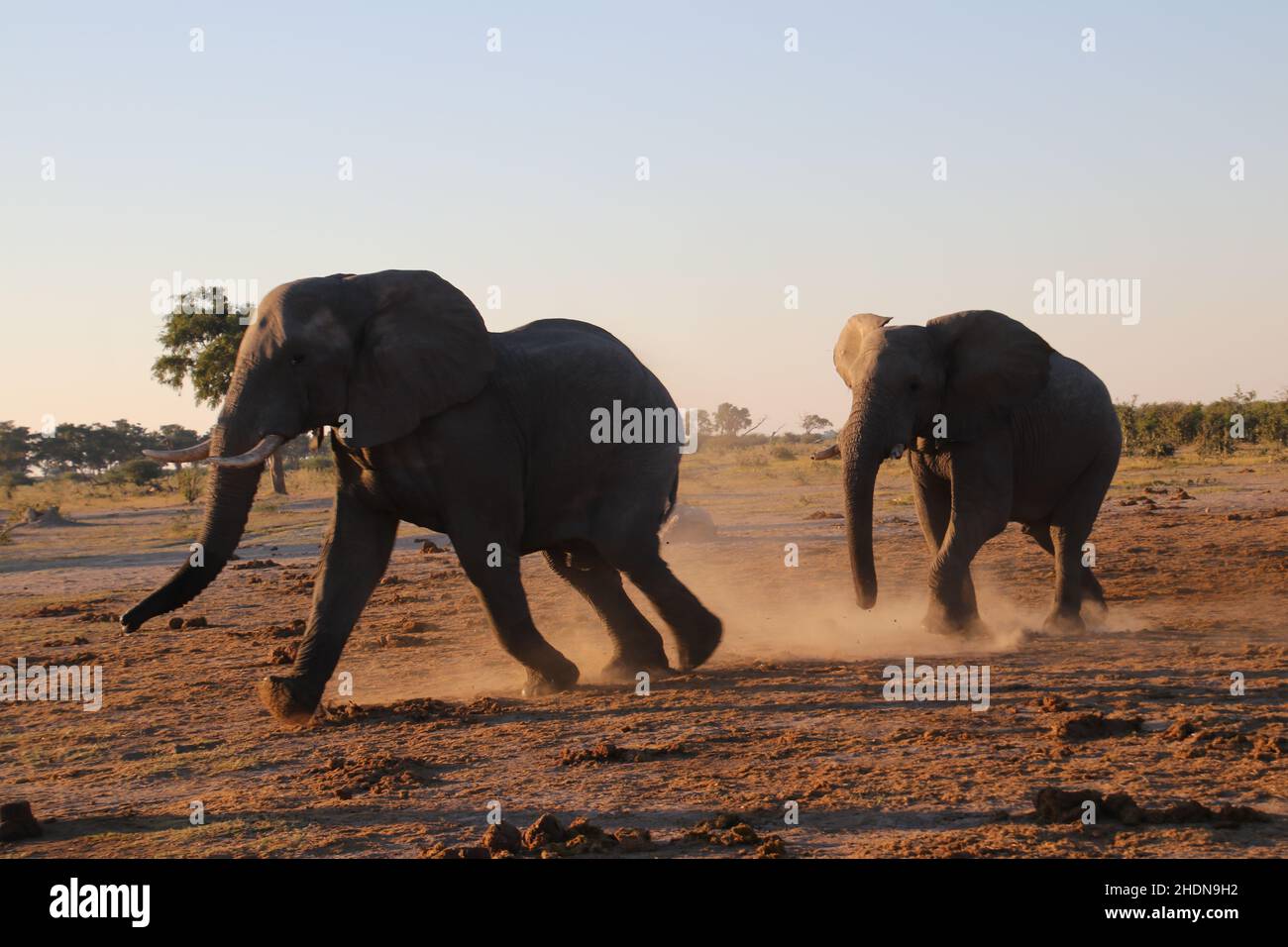 Blurred elephants hires stock photography and images Alamy