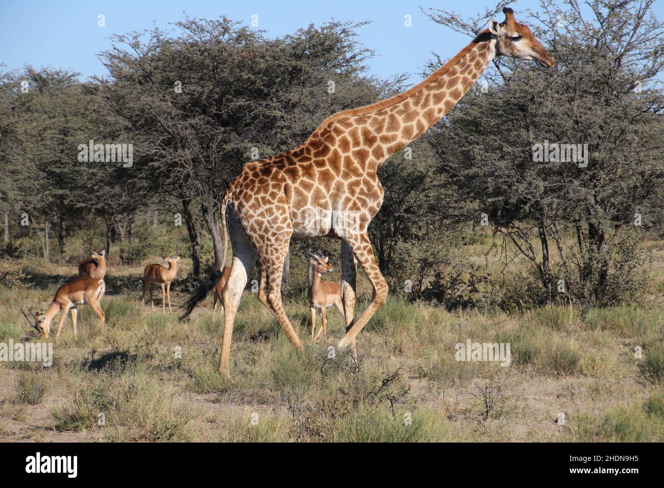Group giraffes in africa hi-res stock photography and images - Alamy