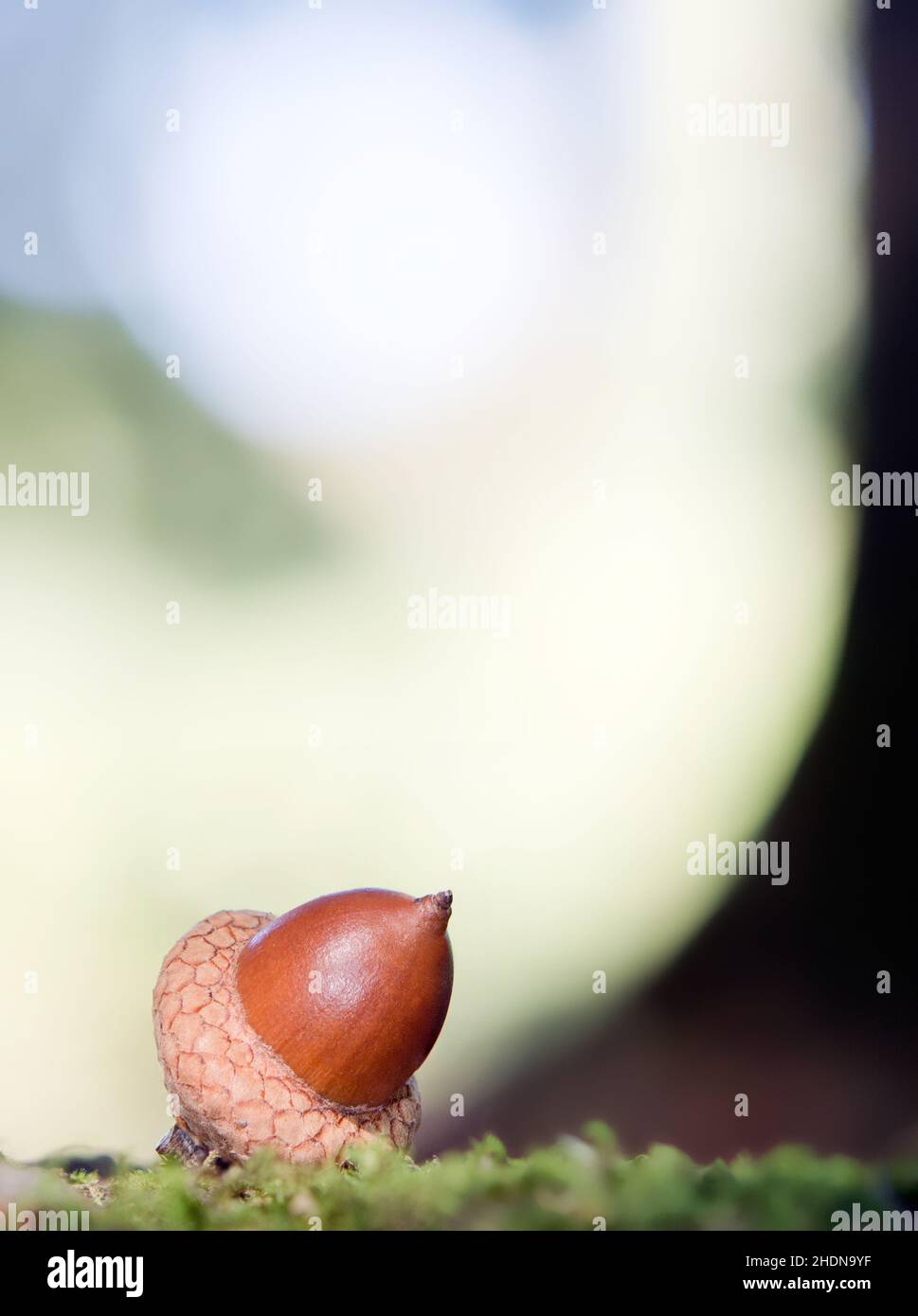 forest, acorn, nut fruit, forests, wood, woodland, woods, acorns, nuts Stock Photo Alamy