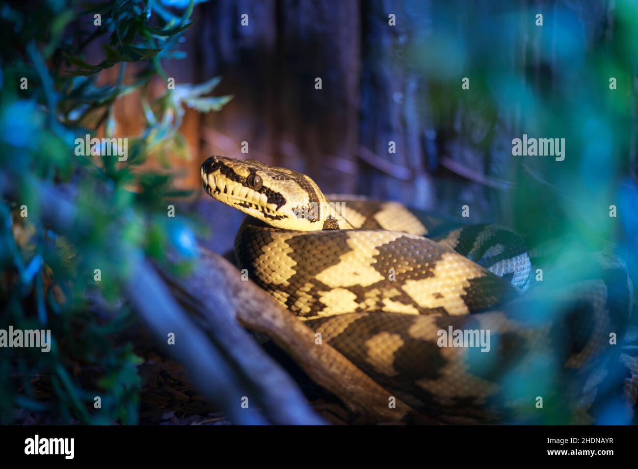 Python snake breeding hi-res stock photography and images - Alamy