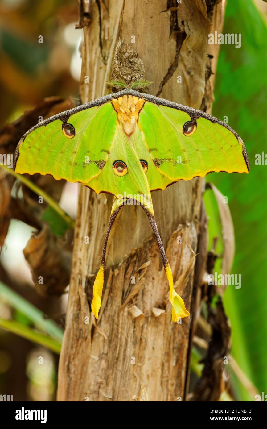 Saturniidae hi-res stock photography and images - Alamy