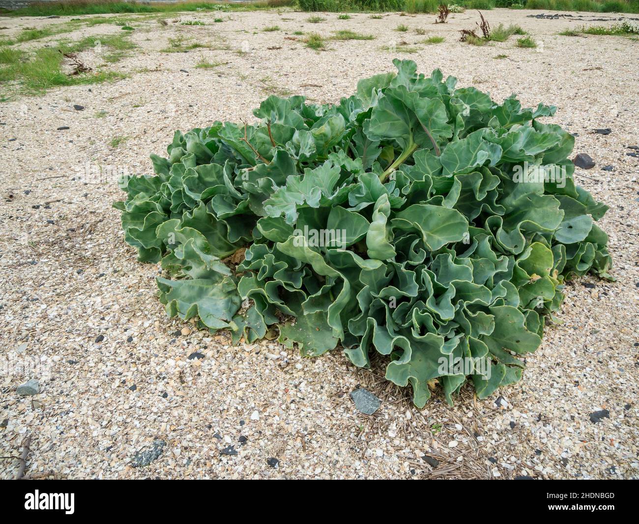 Sea kales hires stock photography and images Alamy