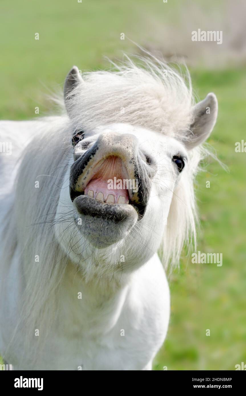 horse, braying, horse bite, horses, horse bites Stock Photo Alamy